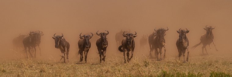 056 Masai Mara.jpg